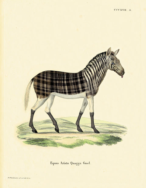 Aristo Quagga