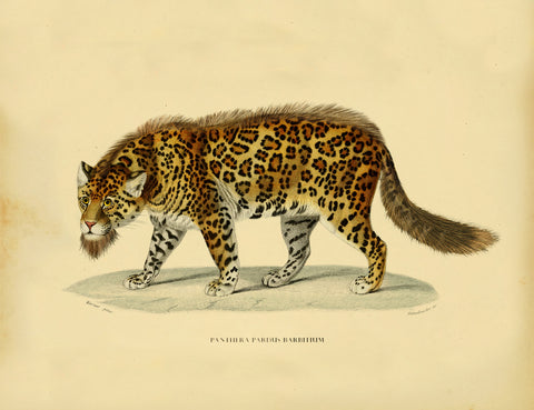 Bearded Leopard