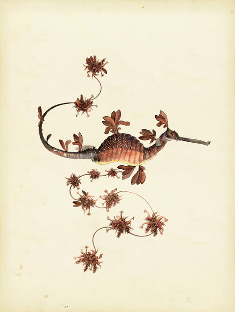 Blooming Seadragon