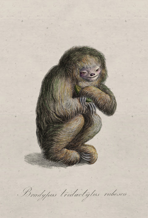 Blushing Sloth