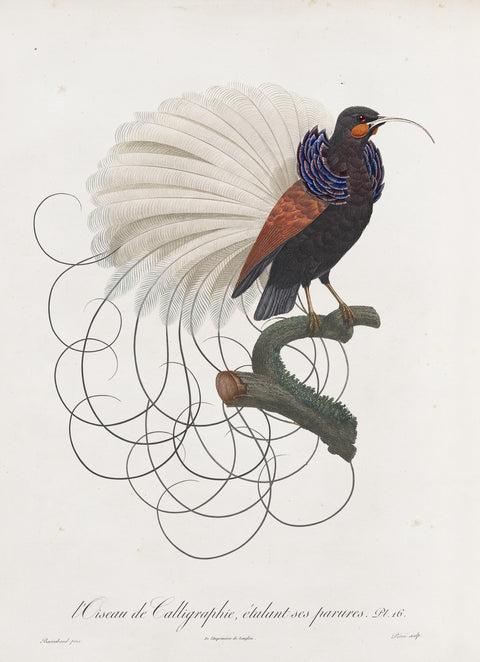 Calligraphy Bird