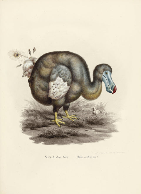 Dodo Pavone