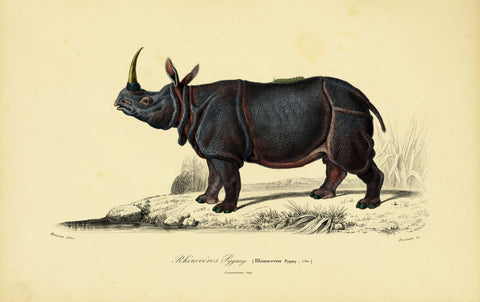 Dwarf Rhino