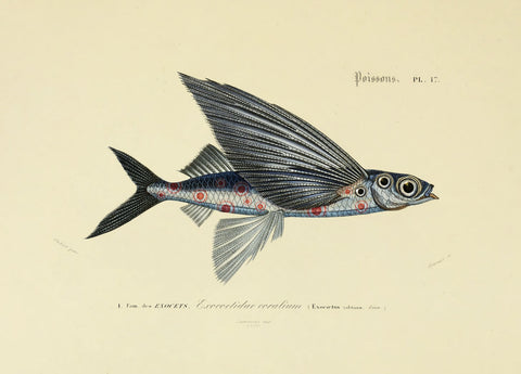 Flying Coral Fish
