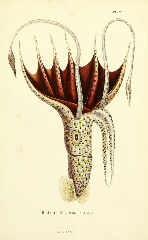Umbrella Squid